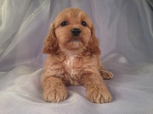 Female Cockapoo Puppy for sale #21 DOB February 26th, 2013|We welcome Cockapoo buyers from Minnesota Wisconsin and Illinois!
